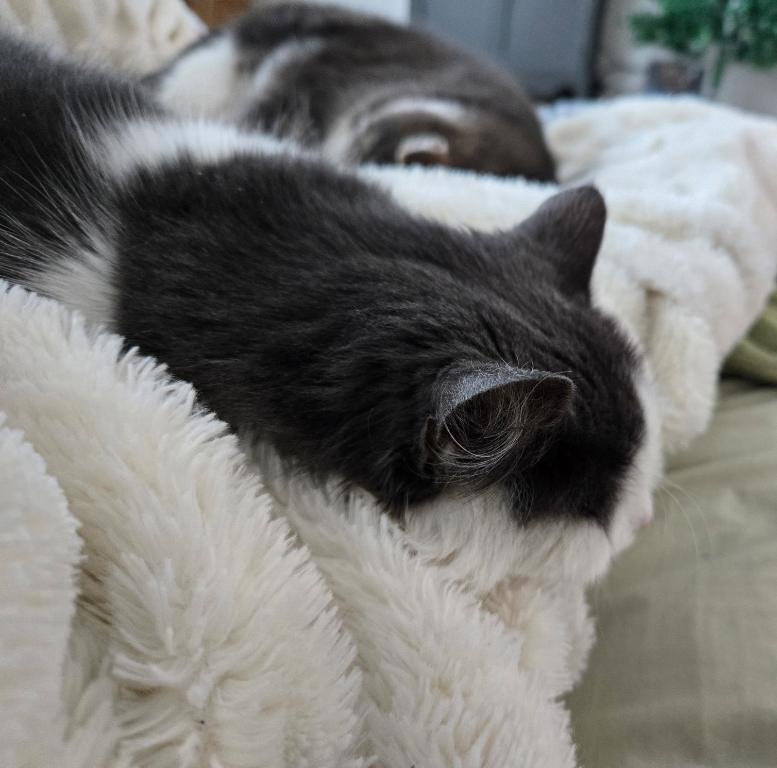 Nala and Simba, photo 11