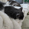 Nala and Simba