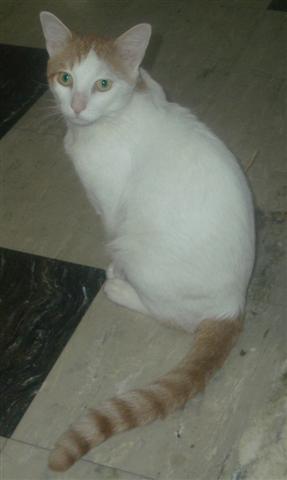 Orion