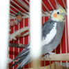 15403 & 15404 - Sinbad & Camina