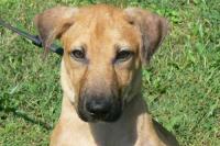 Odie