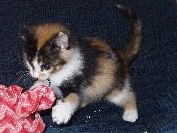 Little Miss Calico Kitten