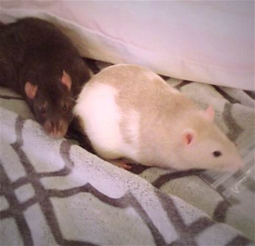 Fancy Rats Caine & Arthur