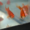 20636 - 20640 - Fish
