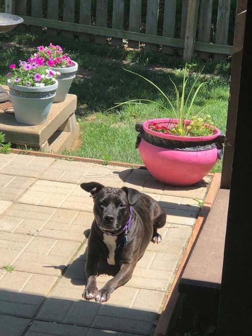 Dottie, photo 4