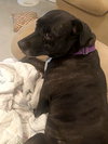 Dottie - Photo 2
