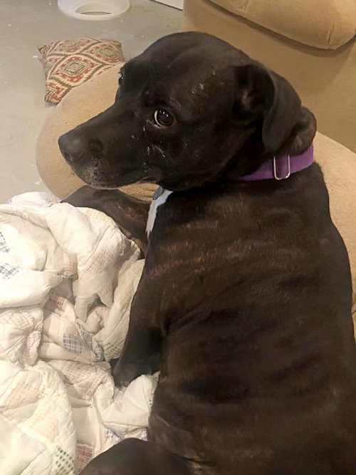 DOTTIE - Staffordshire Bull Terrier / Labrador Retriever available for adoption
