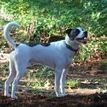 MICKEY - Staffordshire Bull Terrier available for adoption