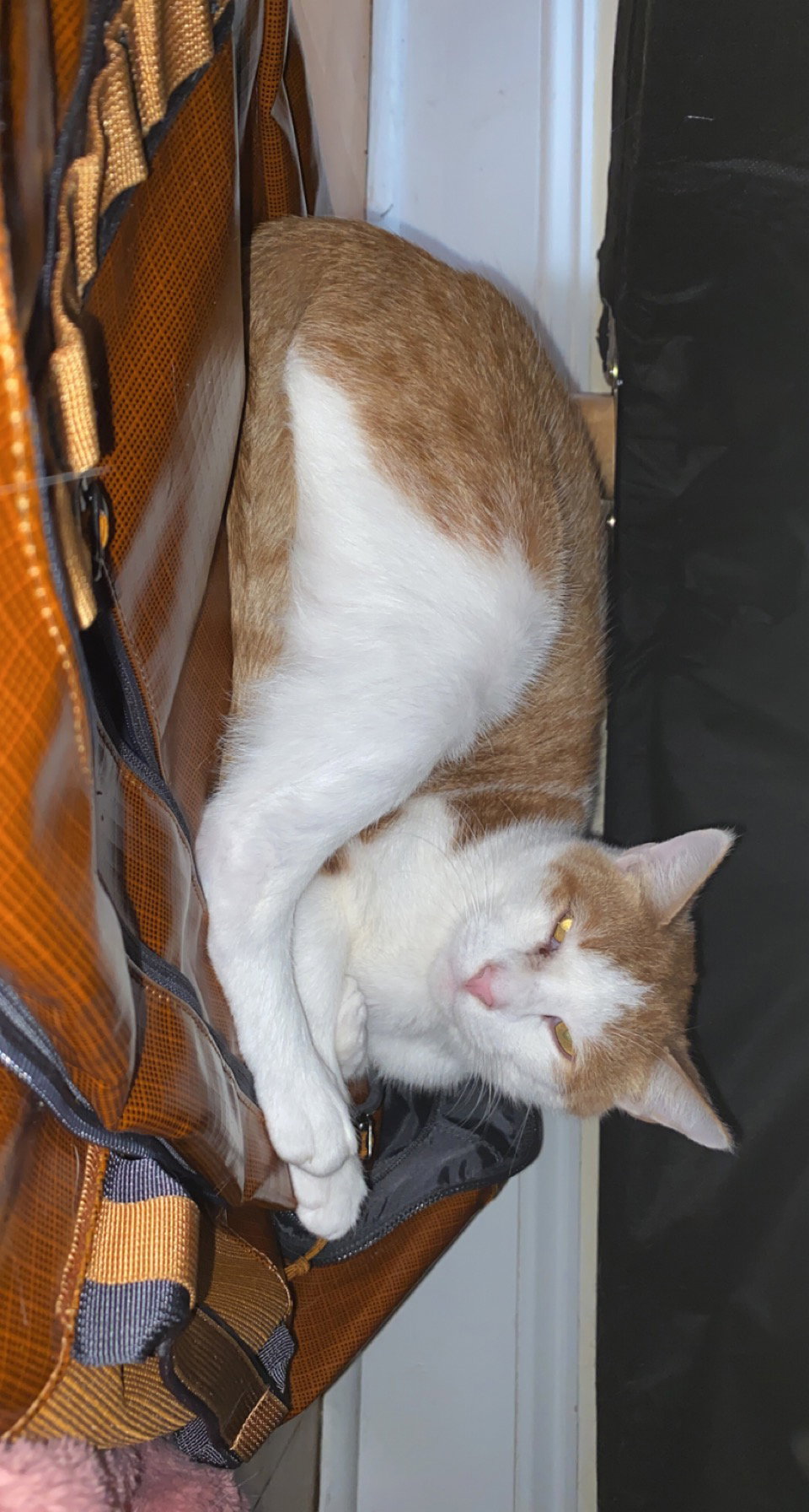 Tigger