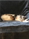 Pebbles the Cat