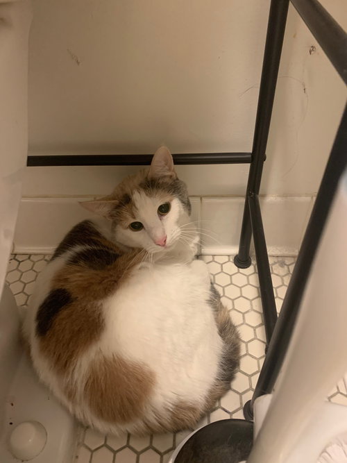 PEBBLES THE CAT - Calico available for adoption