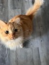 Franklin