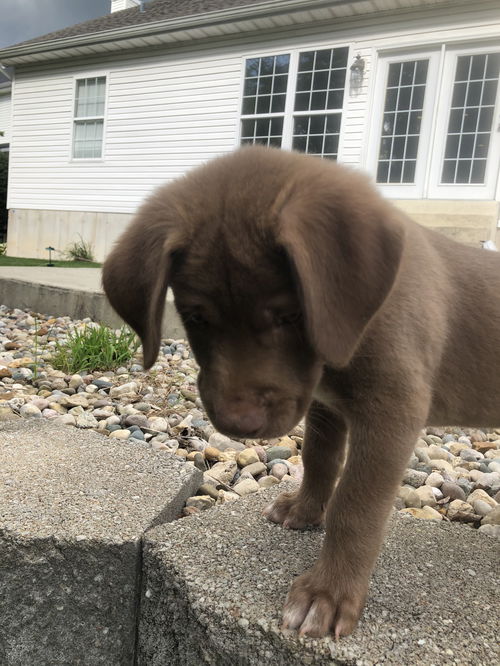 Echo