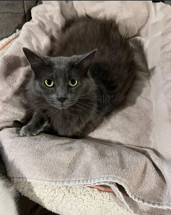Frankie
