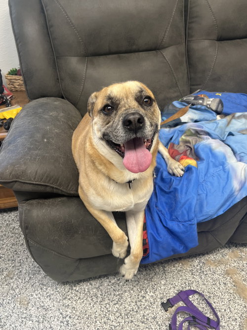 LYLE - Chihuahua / Bulldog available for adoption