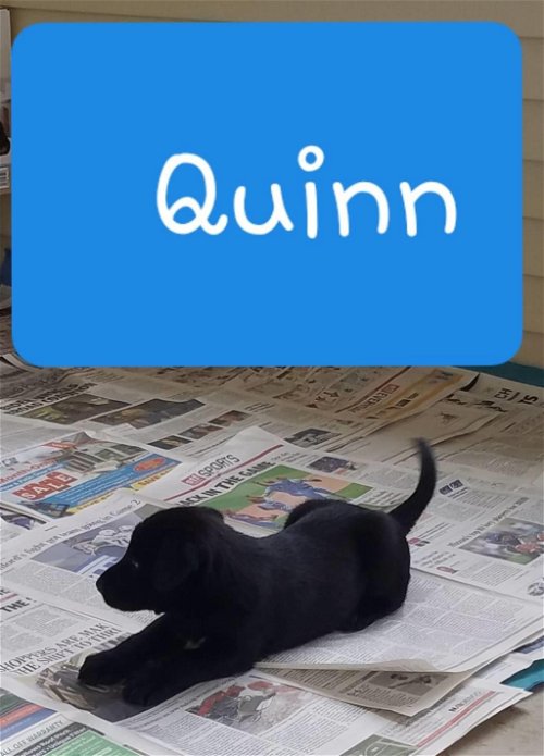 Quinn Q