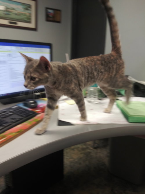 MOMO - Dilute Tortoiseshell available for adoption