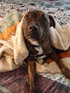 Stryker