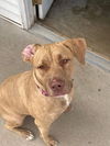 Josie