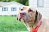 Josie