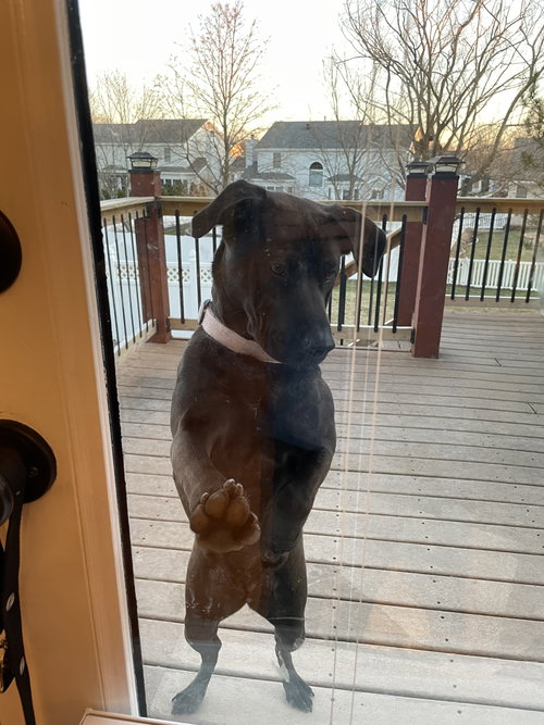 BILLIE JO - Labrador Retriever / Shar Pei available for adoption