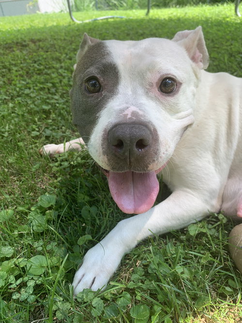 PEBBLES 2021 - American Pit Bull Terrier available for adoption
