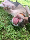 Pebbles 2021 - Photo 2