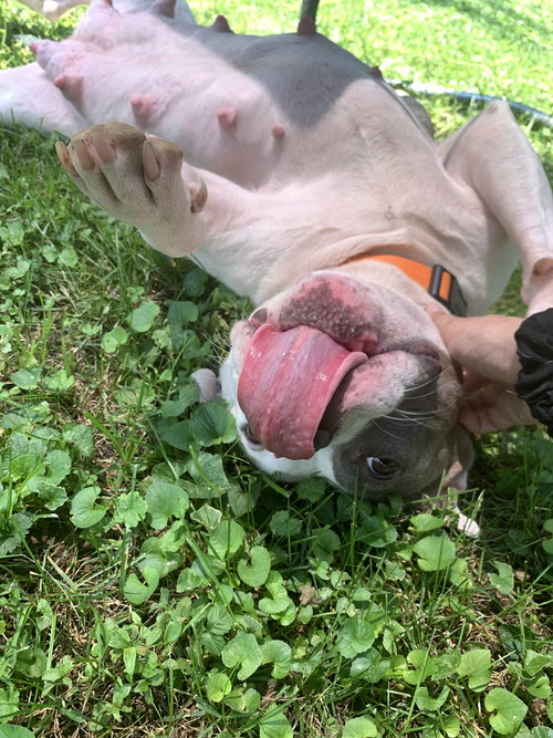PEBBLES 2021 - American Pit Bull Terrier available for adoption