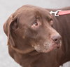 Blitz - Photo 2