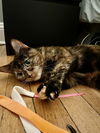 Millie