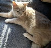 Meeko