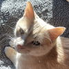 Meeko