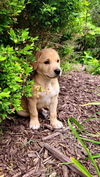 Skipper