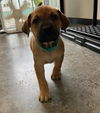 Pogo