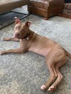 Jethro