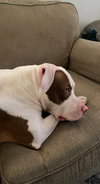 Samson - Photo 7