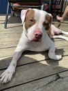 Samson - Photo 10