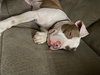 Samson - Photo 12
