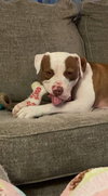 Samson - Photo 6