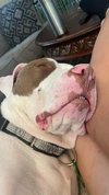 Samson - Photo 9