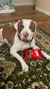 Samson - Photo 11