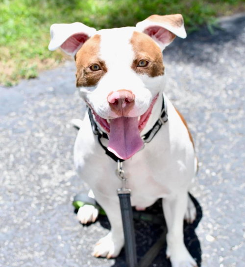 SAMSON - American Staffordshire Terrier available for adoption