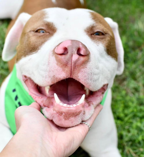 SAMSON - American Staffordshire Terrier available for adoption