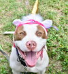 Samson - Photo 5