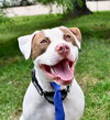 Samson - Photo 3