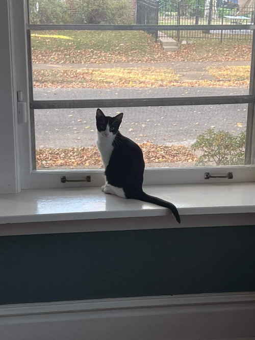 CISCO - Domestic Short Hair available for adoption