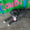 Bosley