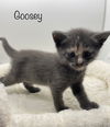 Goosey