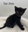 Star Anise