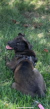 Toby